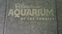 obrázek - Ripley's Aquarium of the Smokies