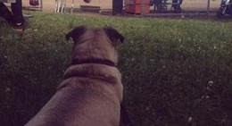 obrázek - Rogers Park Softball Fields