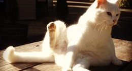 obrázek - McKenzie Bridge General Store