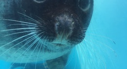 obrázek - Adventure World Animal Action (アドベンチャーワールド アニマルアクション)