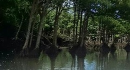 obrázek - 西表島 マングローブの森