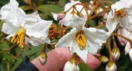 obrázek - Parque Cambuí