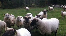 obrázek - Muhu saar