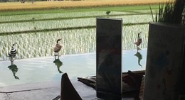 obrázek - Resto Bebek Teba Sari