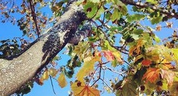 obrázek - Whitby, Ontario