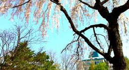 obrázek - 中島公園 日本庭園