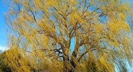 obrázek - Pickering, Ontario