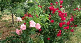 obrázek - Feslikan Yaylası