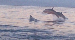obrázek - Dolphins Points Lovina Beach