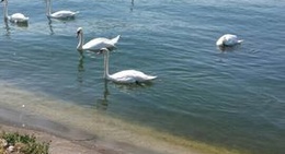 obrázek - Rhein - Le Rhin