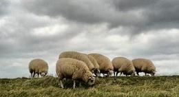 obrázek - Oosterschelde