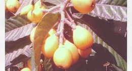 obrázek - Piazza della Provincia