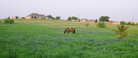 obrázek - Little Elm