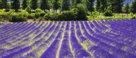 obrázek - Provence