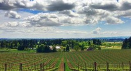 obrázek - Sokol Blosser Winery