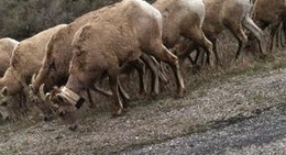 obrázek - Quake Lake