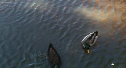 obrázek - Emory Park