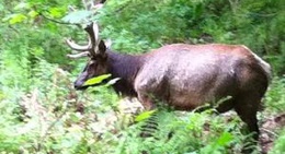 obrázek - Cowichan Lake