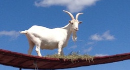 obrázek - Old Macdonald's Farm