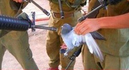 obrázek - güven lokantası