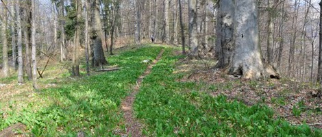 obrázek - Horná Turecká