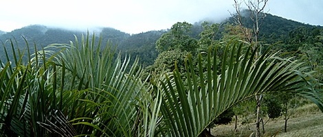 obrázek - Cannonvale