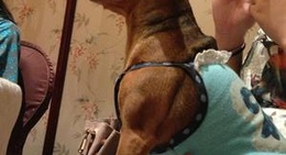 obrázek - 新戴记