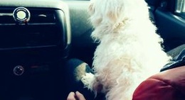 obrázek - ārā 👌