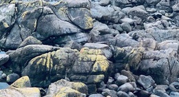 obrázek - Seal Colony