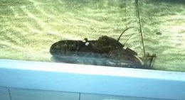 obrázek - Red Lobster