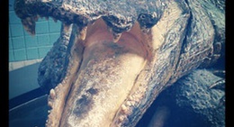 obrázek - NC Aquarium at Fort Fisher