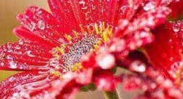 obrázek - Mirch Masala