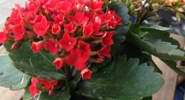 obrázek - Backlund No. 39