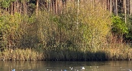 obrázek - Elvetham Heath Nature Reserve