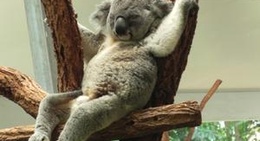 obrázek - Lone Pine Koala Sanctuary