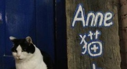 obrázek - Anne猫窝