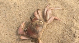 obrázek - Labadi Beach