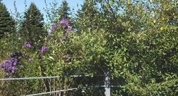 obrázek - Walgreens