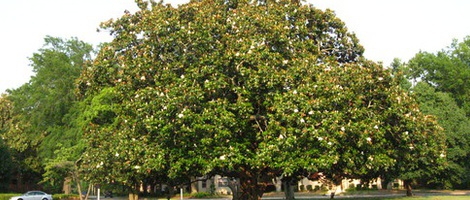 obrázek - Fort Bragg