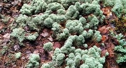 obrázek - Saint-Alexis-des-Monts