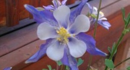 obrázek - Vallecito Reservoir