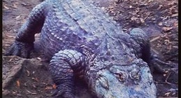 obrázek - Edisto Island Serpentarium