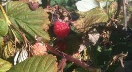 obrázek - Jardins du Centre