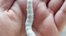 obrázek - Negros Silk Farm