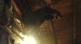 obrázek - Log Cabin Restaurant