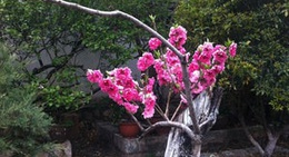 obrázek - Museum of Chama Gudao (茶马古道博物馆)