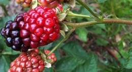 obrázek - Cayce, SC