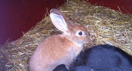 obrázek - Kaningården