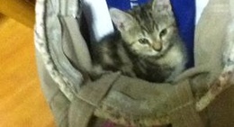 obrázek - Scootic In