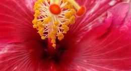 obrázek - Pepeekeo, Hawaii